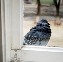 from the kitchen window